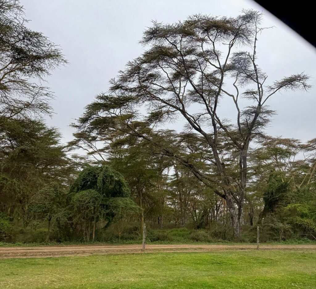 Acacia Trees in Naivasha